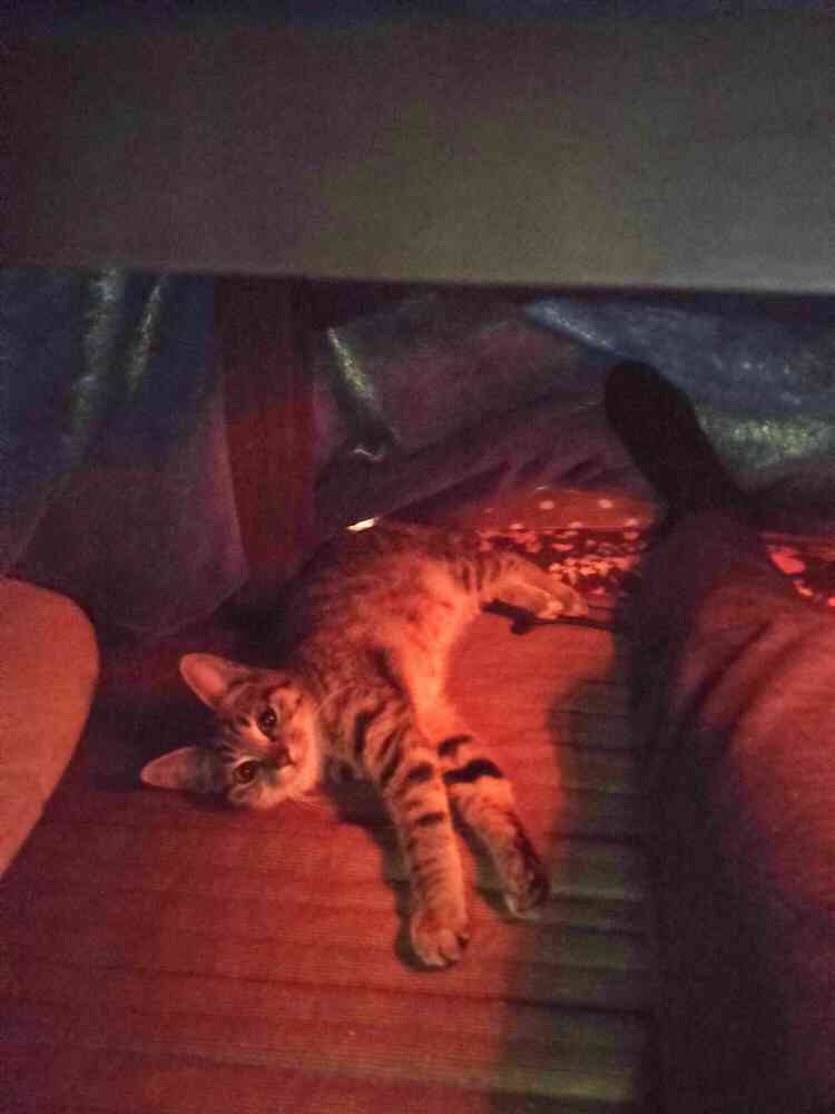 こいしの写真