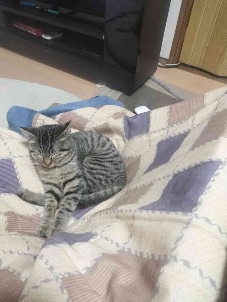 こいしの写真