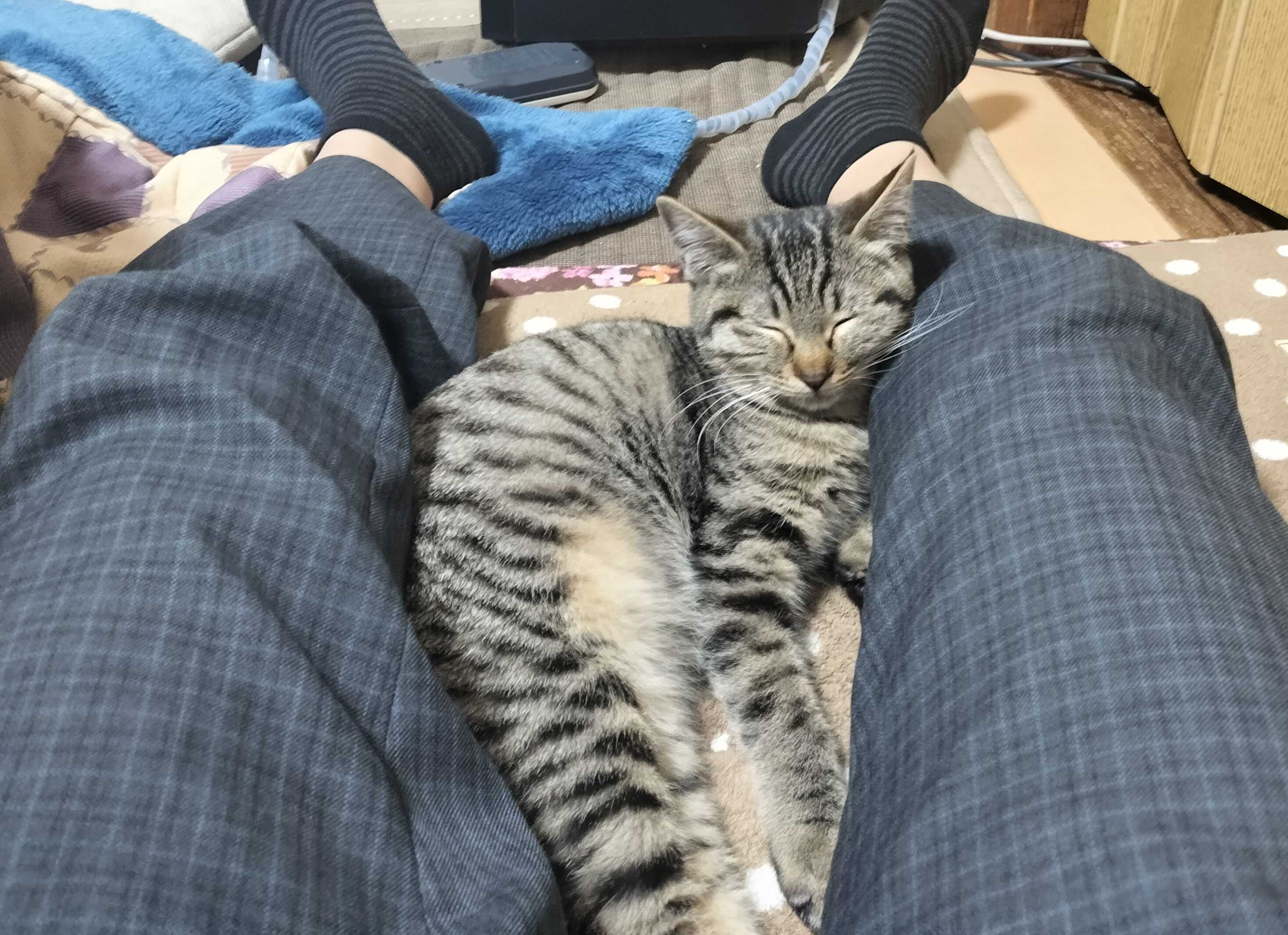 こいしの写真