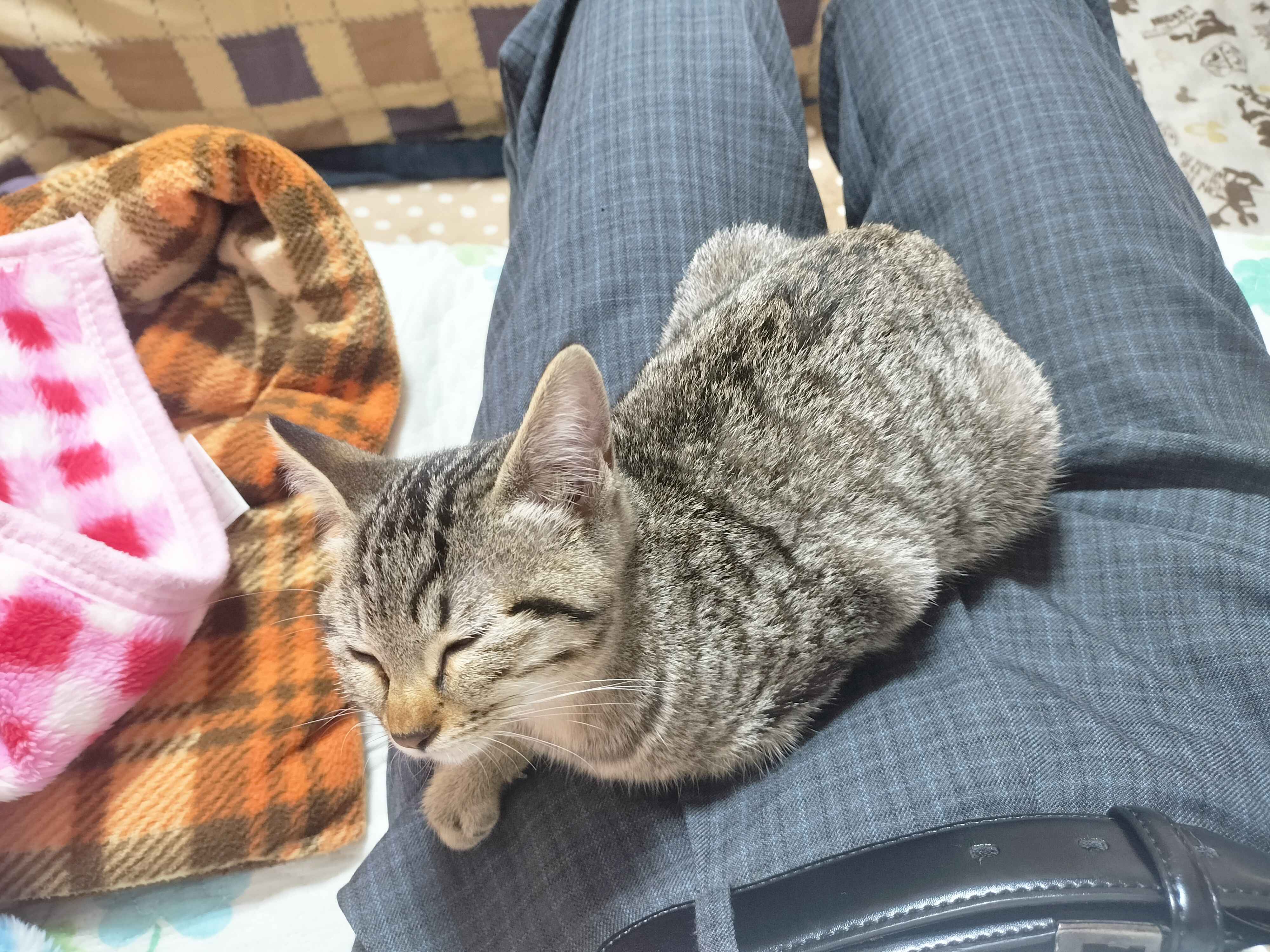 こいしの写真