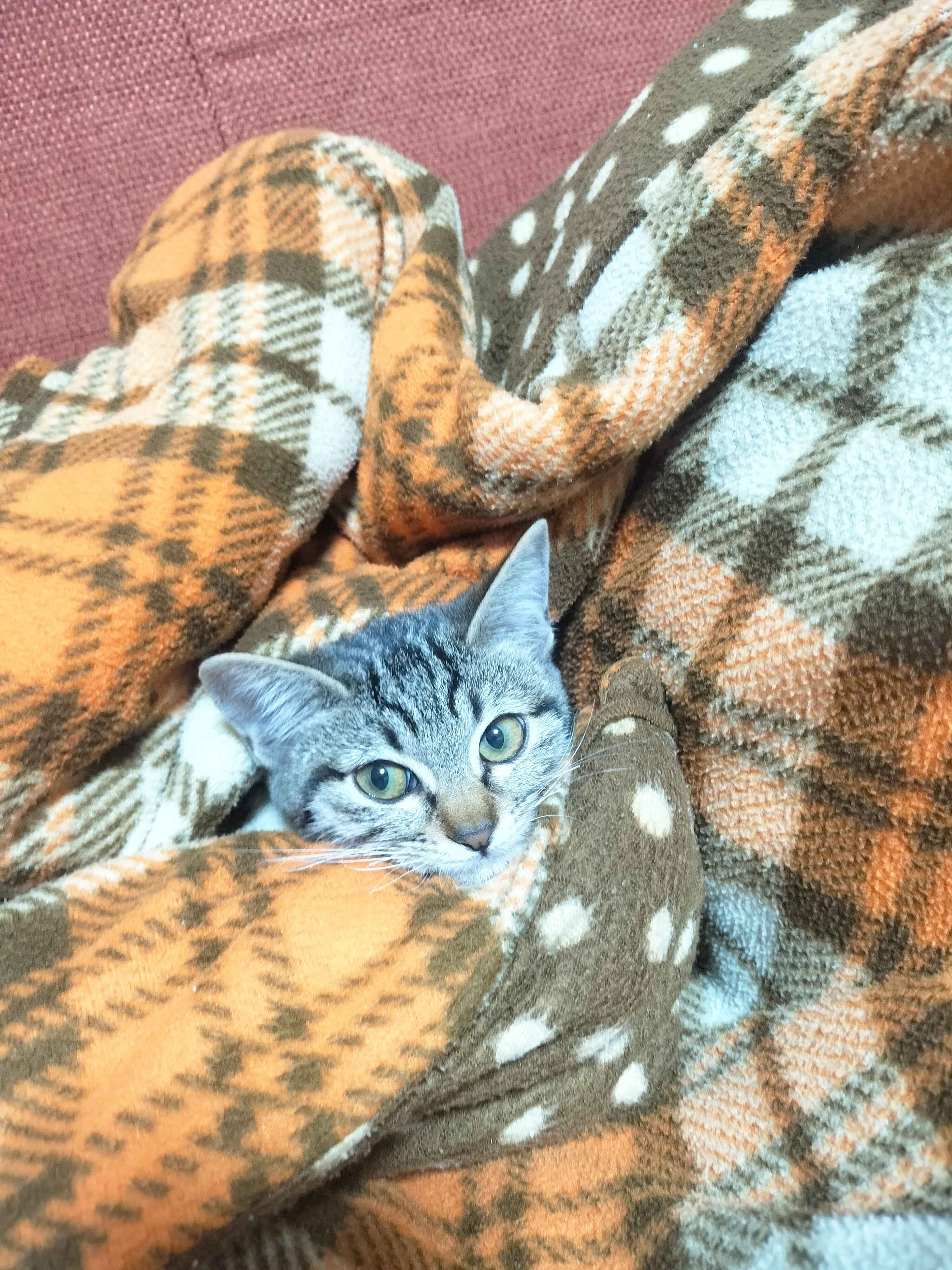 こいしの写真
