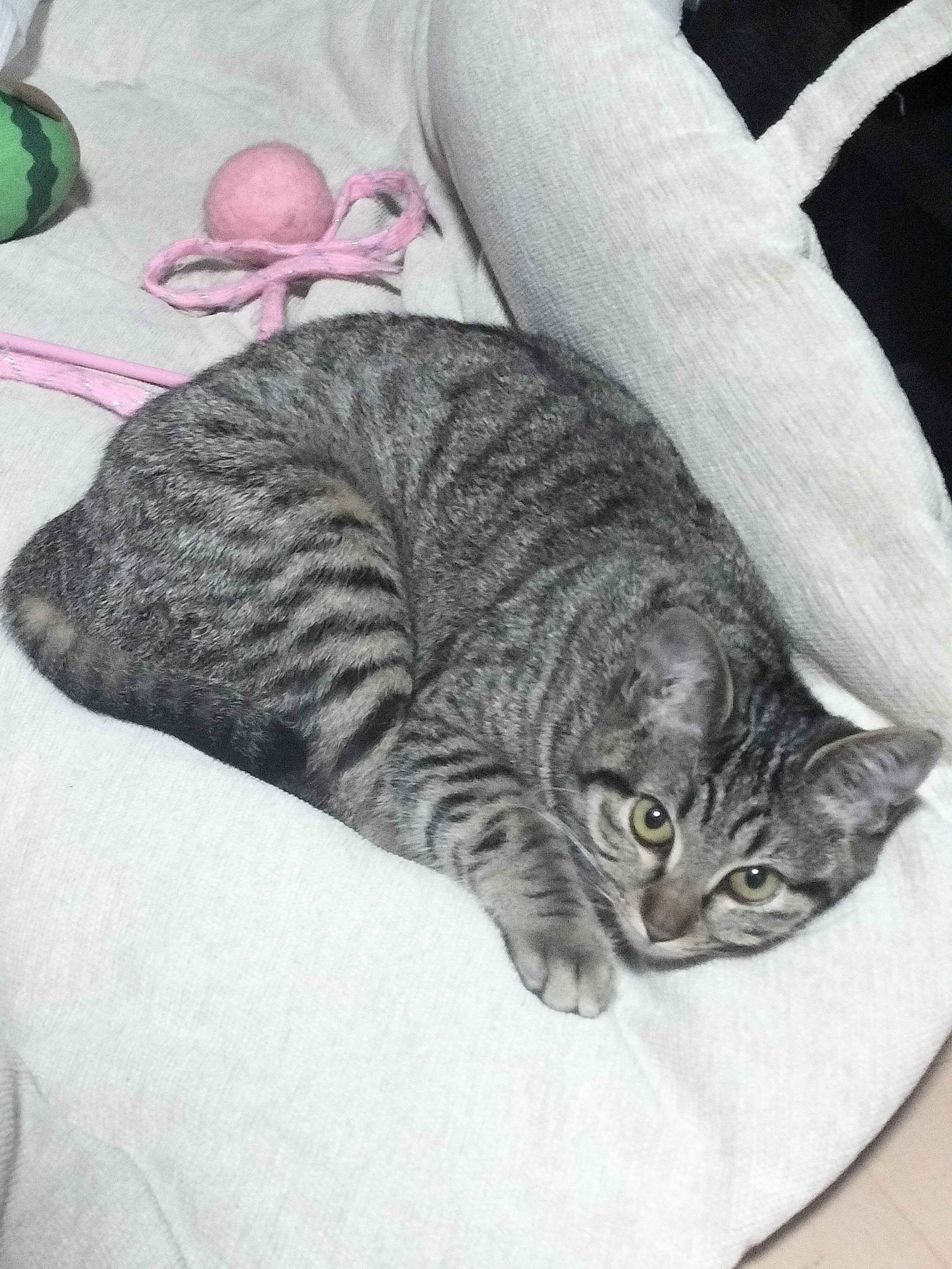 こいしの写真