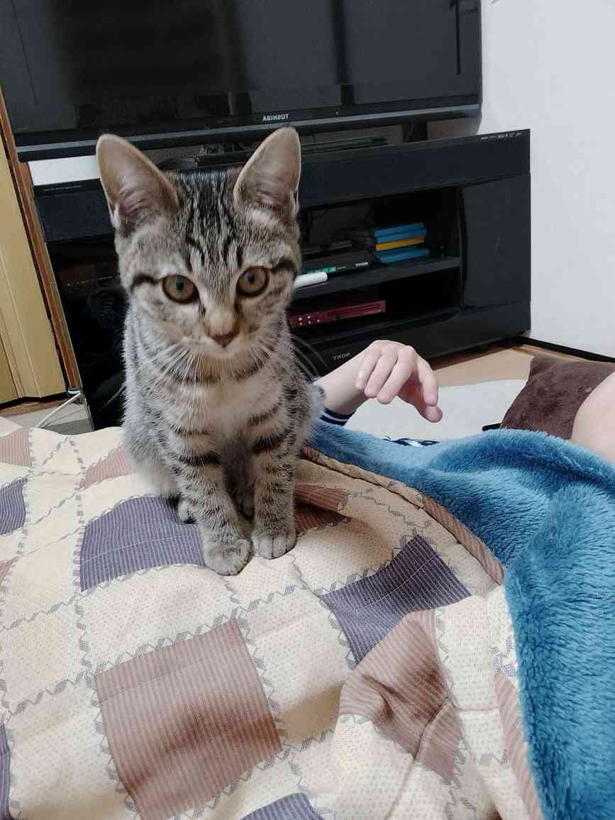 こいし