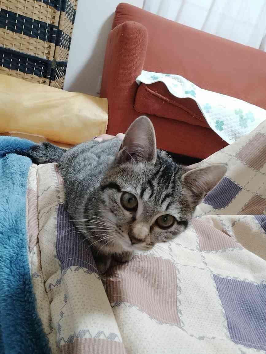 こいしの写真