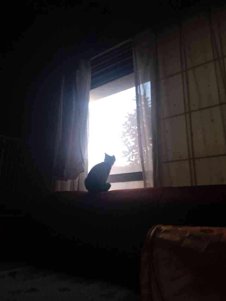 こいしの写真