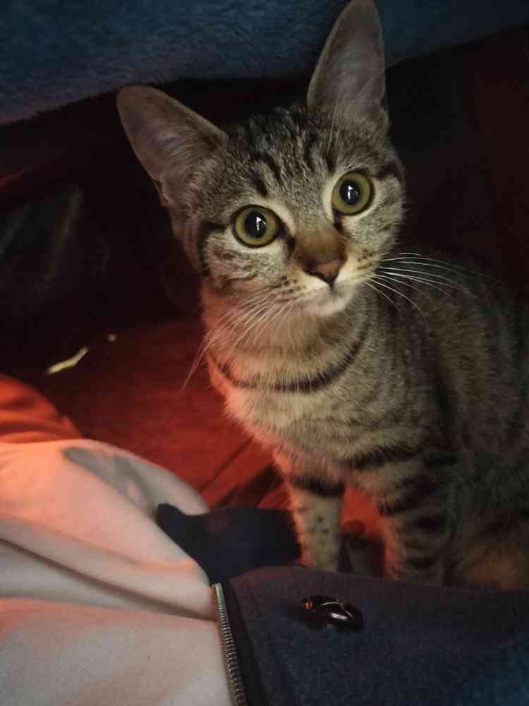 こいしの写真
