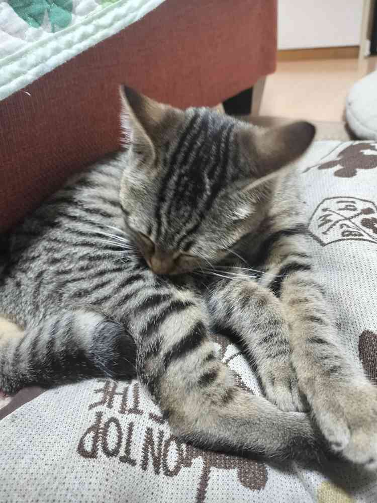 こいしの写真