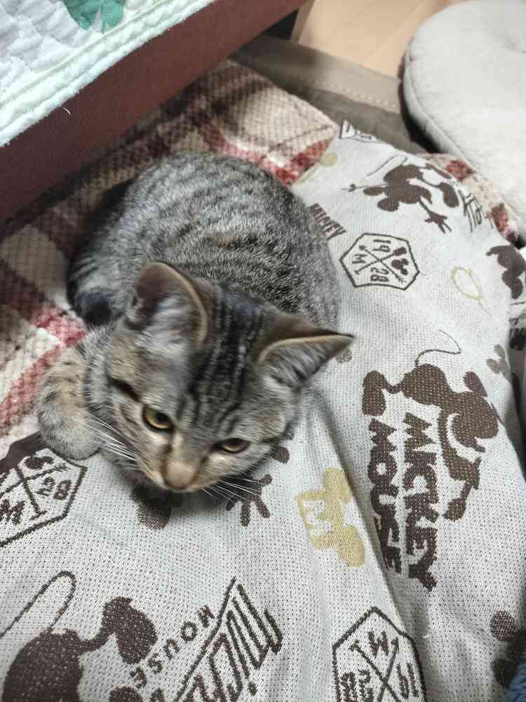 こいしの写真