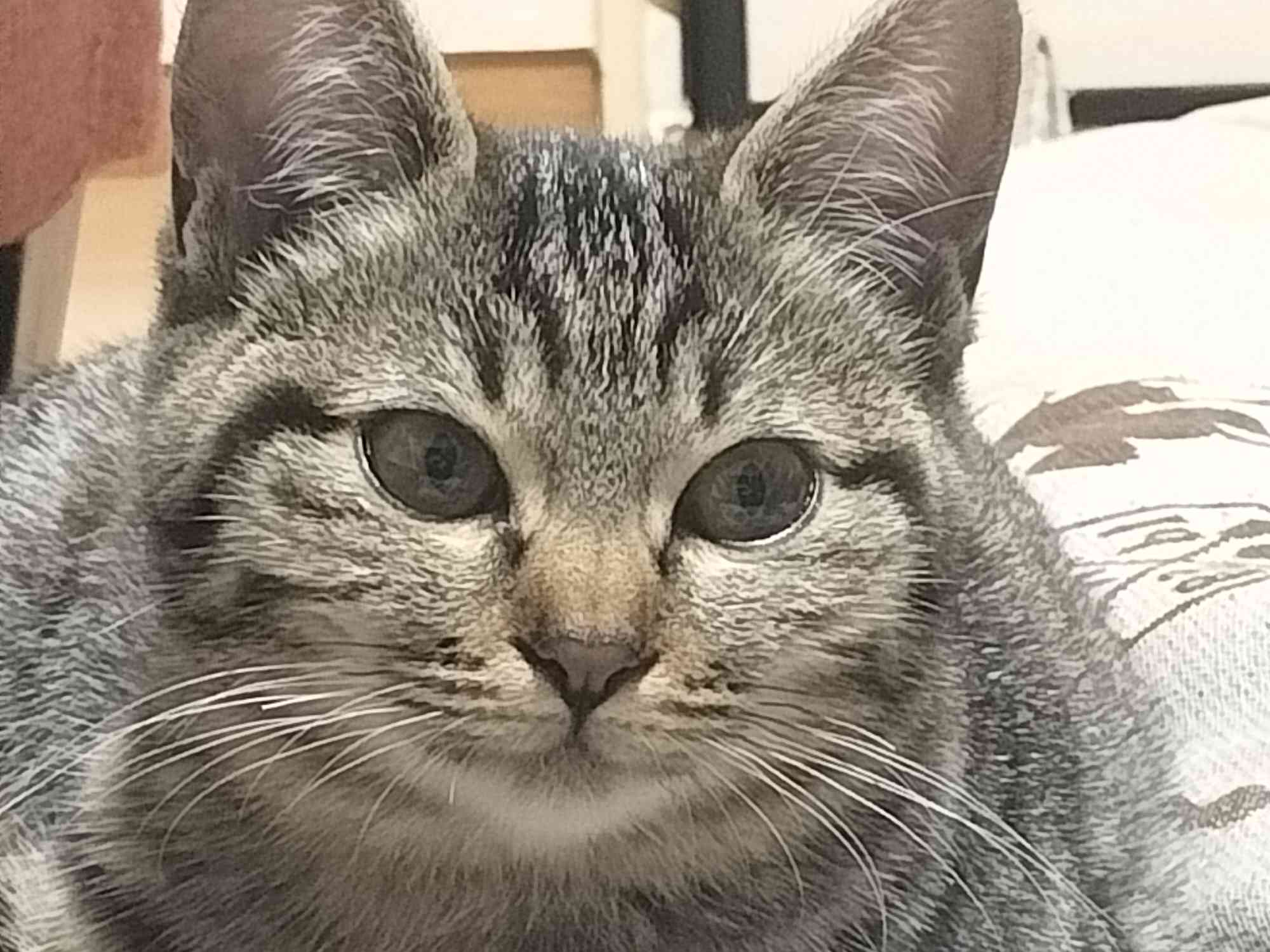こいしの写真